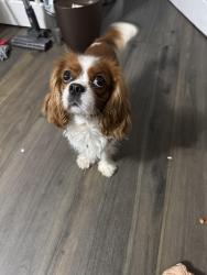 Lost Male Dog last seen Herman and dorothy shooster park, North Lauderdale, FL 33068