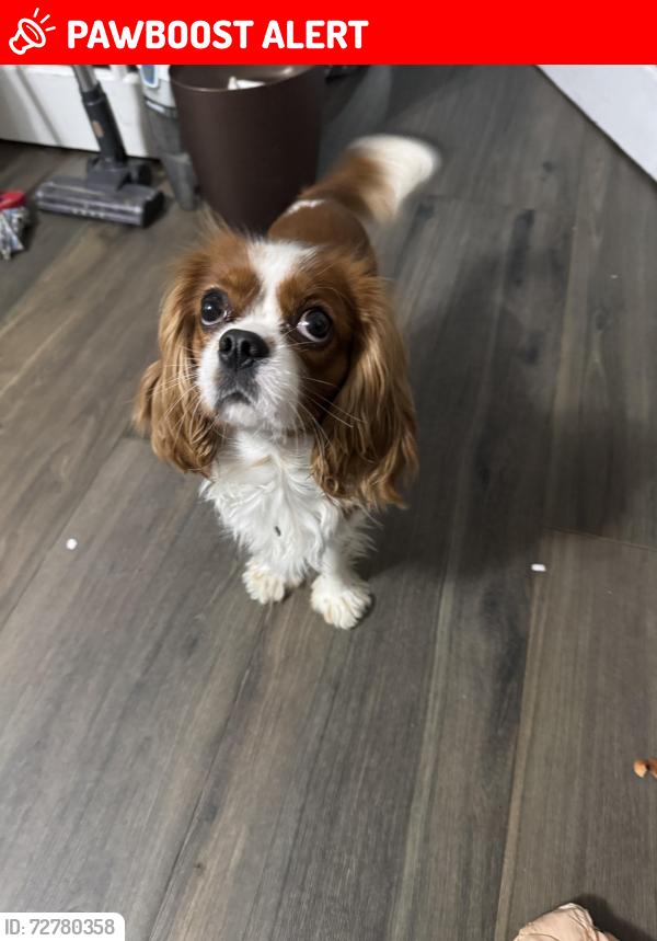 Lost Male Dog last seen Herman and dorothy shooster park, North Lauderdale, FL 33068