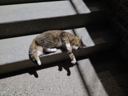 Found/Stray Male Cat last seen Parking lot of my complex, Oakdale, MN 55128