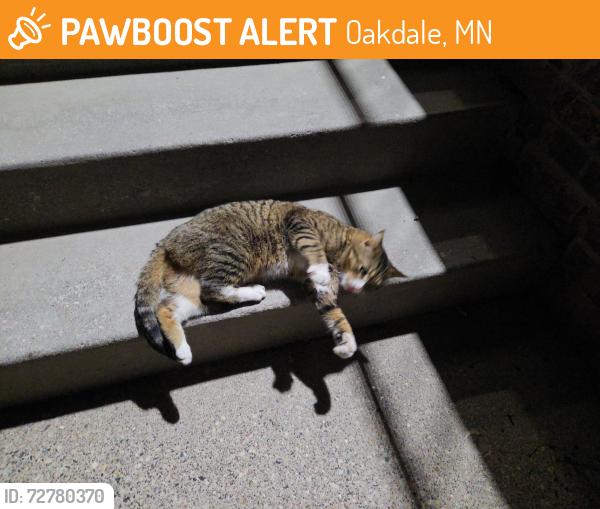 Found/Stray Male Cat last seen Parking lot of my complex, Oakdale, MN 55128