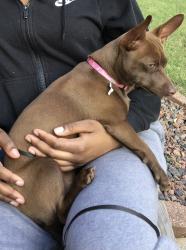 Lost Female Dog last seen Wesley Chapel Road, Decatur, GA 30034