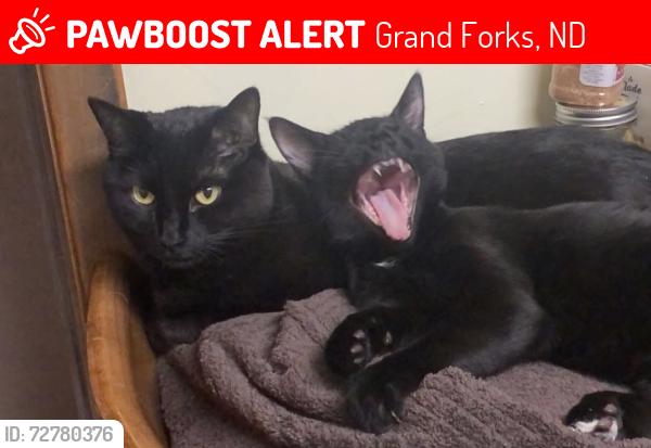 Lost Male Cat last seen East of the cemetery on 10th ave N , Grand Forks, ND 58203