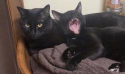 Lost Male Cat last seen East of the cemetery on 10th ave N , Grand Forks, ND 58203