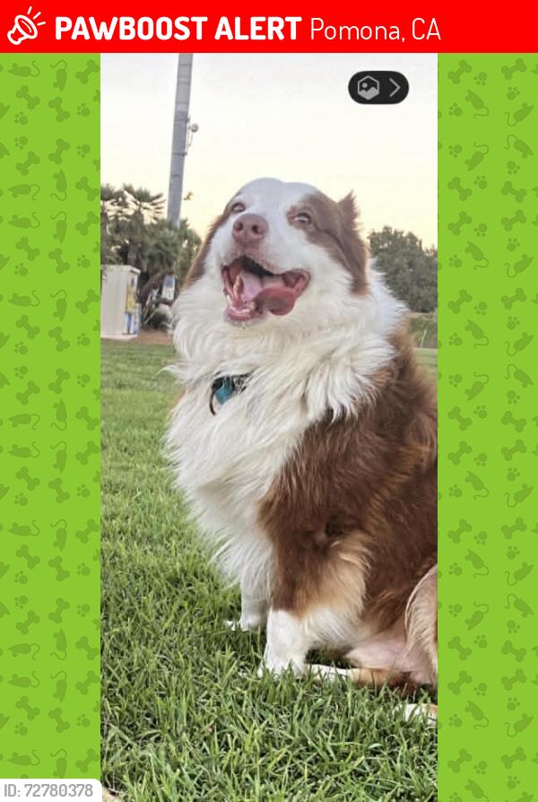 Lost Male Dog last seen Reservoir & Philadelphia POMONA CA, Pomona, CA 91766