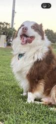 Lost Male Dog last seen Reservoir & Philadelphia POMONA CA, Pomona, CA 91766