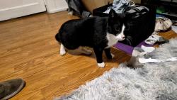 Found/Stray Unknown Cat last seen North Asbury, Snelling, University, Saint Paul, MN 55104
