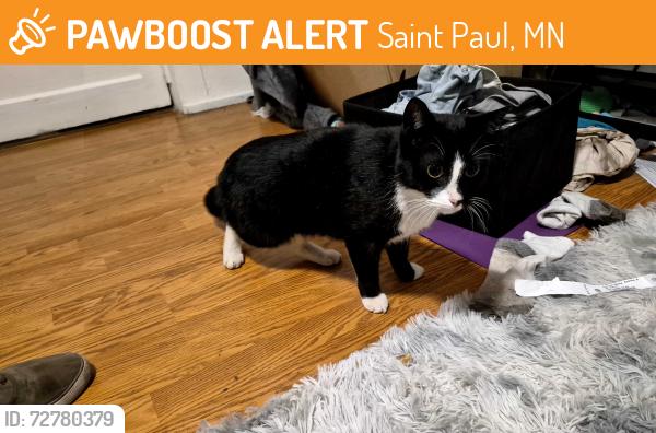 Found/Stray Unknown Cat last seen North Asbury, Snelling, University, Saint Paul, MN 55104