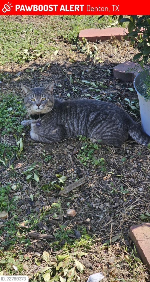 Lost Male Cat last seen Edwards , Denton, TX 76208