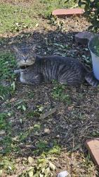 Lost Male Cat last seen Edwards , Denton, TX 76208