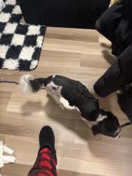 Found/Stray Male Dog last seen Montrose, Chicago, IL 60613