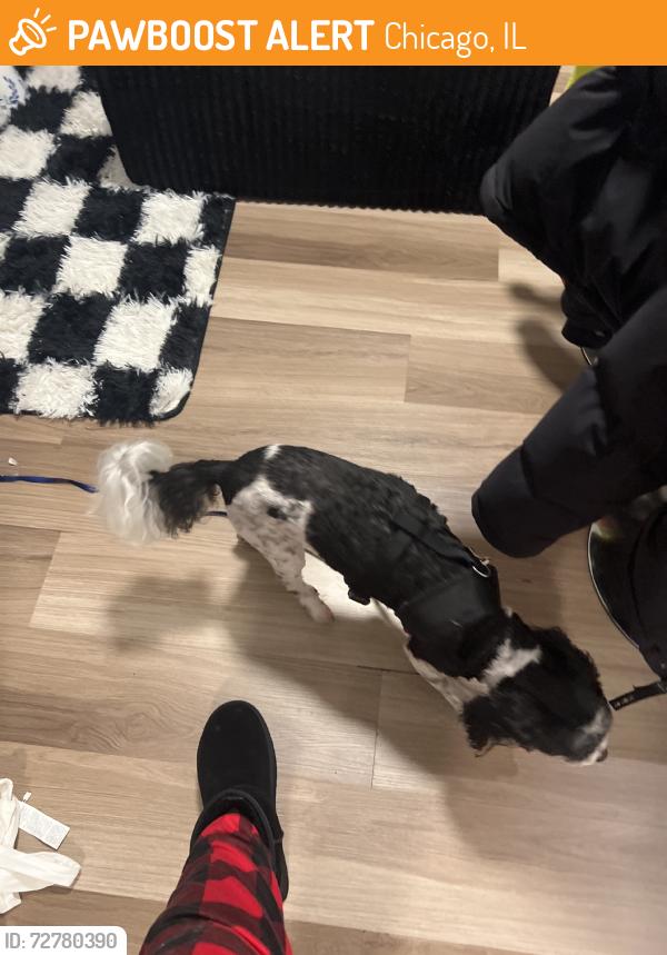 Found/Stray Male Dog last seen Montrose, Chicago, IL 60613