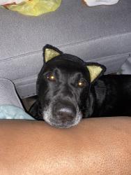 Lost Male Dog last seen Balfour Dog Park , Thomasville, GA 31792