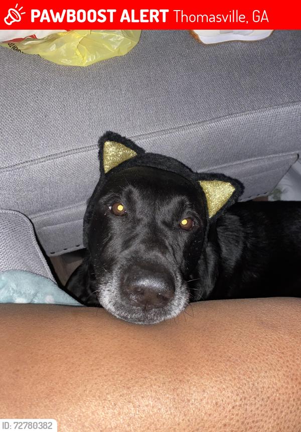 Lost Male Dog last seen Balfour Dog Park , Thomasville, GA 31792