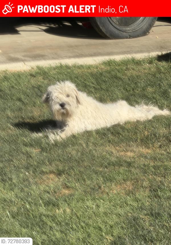 Lost Female Dog last seen Boys and Girls club Indio , Indio, CA 92201