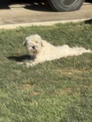 Lost Female Dog last seen Boys and Girls club Indio , Indio, CA 92201