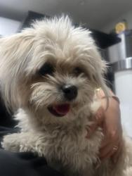 Found/Stray Female Dog last seen Pecos and Gowan , Las Vegas, NV 89115