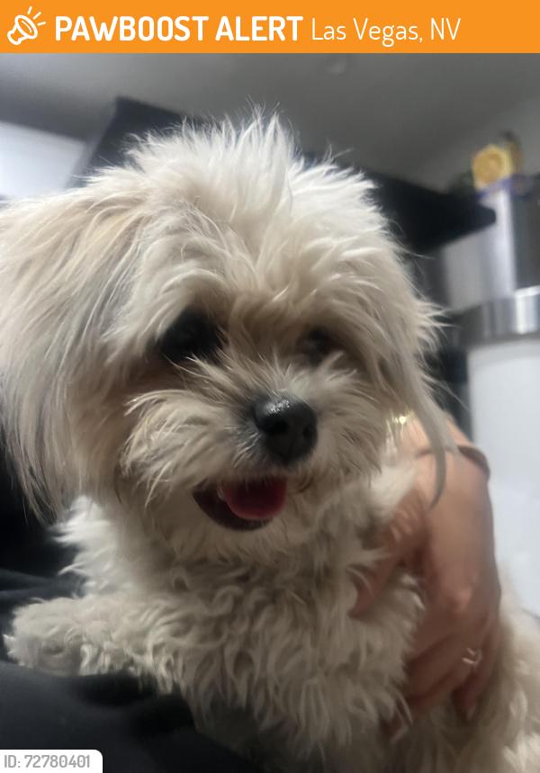 Found/Stray Female Dog last seen Pecos and Gowan , Las Vegas, NV 89115