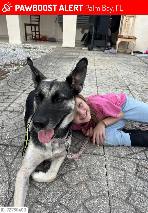 Lost Female Dog last seen Near Fairfax ave , Palm Bay, FL 32905