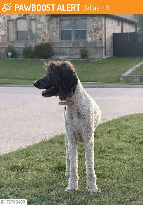 Found/Stray Female Dog last seen Saddleridge, Dallas, TX 75249