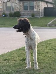 Found/Stray Female Dog last seen Saddleridge, Dallas, TX 75249