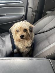 Lost Male Dog last seen Fifth and hamner ave, Norco, CA 92860