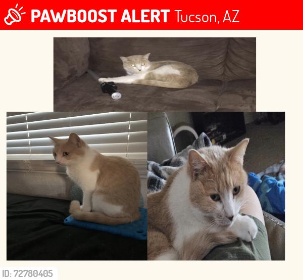 Lost Female Cat last seen Wilmot and Pima , Tucson, AZ 85712