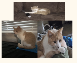 Lost Female Cat last seen Wilmot and Pima , Tucson, AZ 85712