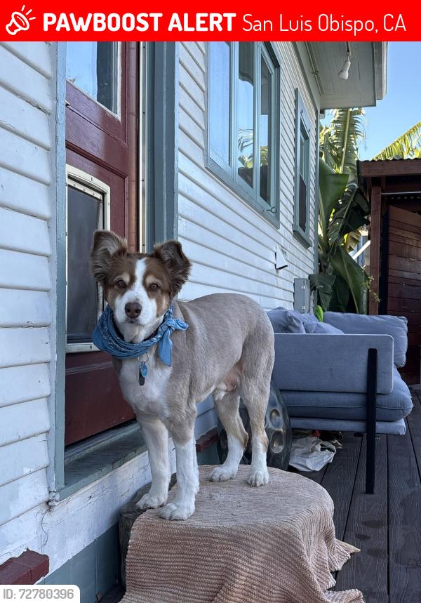Lost Male Dog last seen Nipomo st , San Luis Obispo, CA 93401