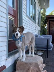 Lost Male Dog last seen Nipomo st , San Luis Obispo, CA 93401