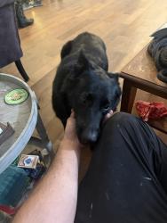 Found/Stray Female Dog last seen Myrtle grove cemetery , Pensacola, FL 32506