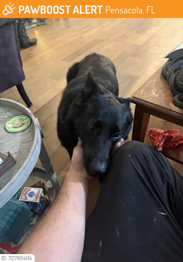 Found/Stray Female Dog last seen Myrtle grove cemetery , Pensacola, FL 32506