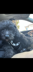 Lost Male Dog last seen Near via cielo dr corona ca 92882 , Corona, CA 92882
