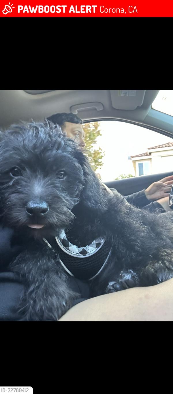 Lost Male Dog last seen Near via cielo dr corona ca 92882 , Corona, CA 92882