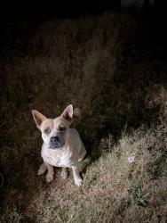 Found/Stray Male Dog last seen Eidson st, Odessa, TX 79763