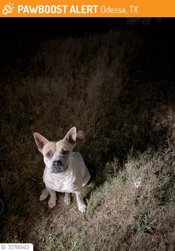 Found/Stray Male Dog last seen Eidson st, Odessa, TX 79763