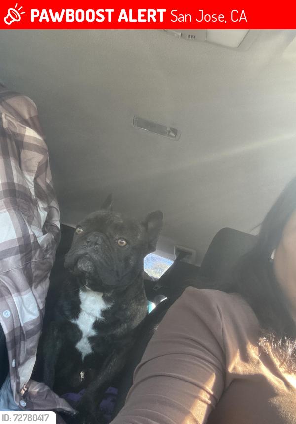 Lost Male Dog last seen Bermuda ave, San Jose, CA 95122