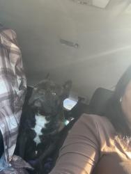 Lost Male Dog last seen Bermuda ave , San Jose, CA 95122