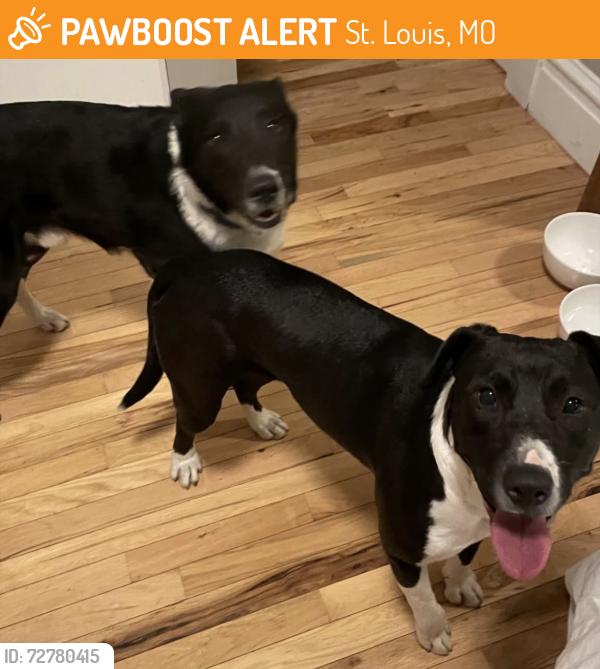 Found/Stray Unknown Dog last seen Lona’s Lil Eats , St. Louis, MO 63104