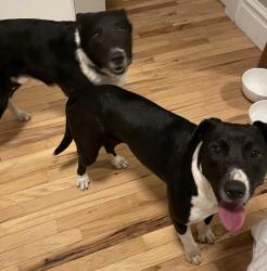 Found/Stray Unknown Dog last seen Lona’s Lil Eats , St. Louis, MO 63104