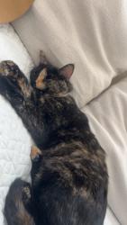 Lost Female Cat last seen Black farm lane abq nm , Albuquerque, NM 87114