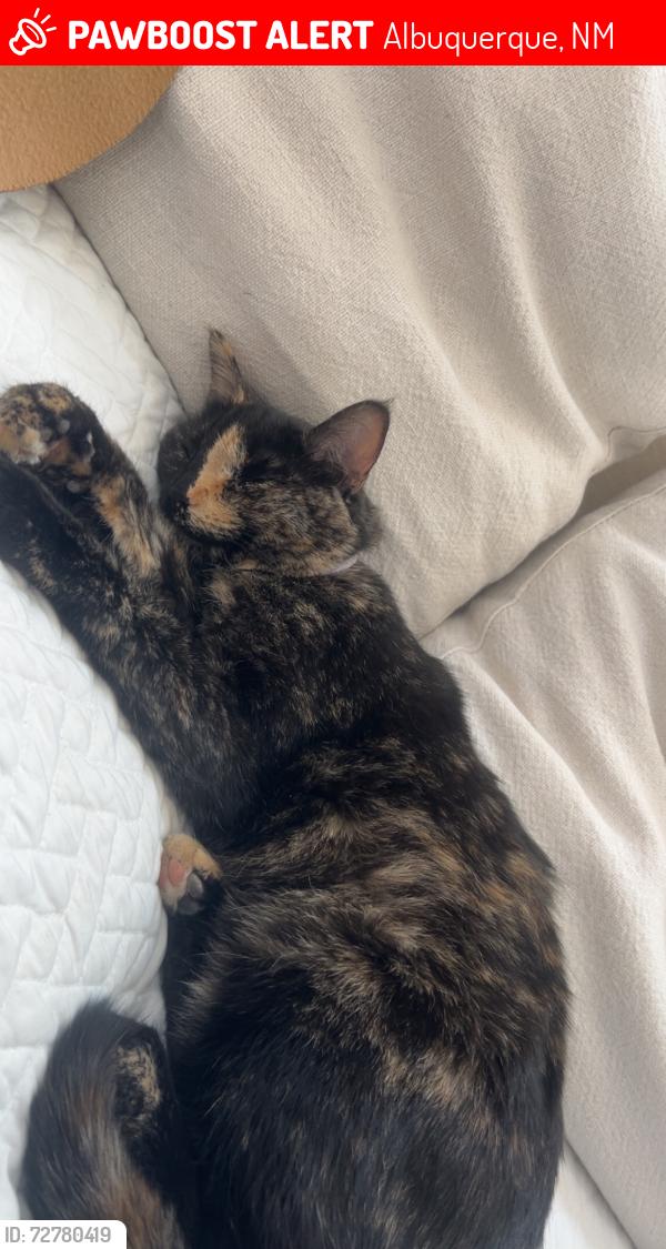 Lost Female Cat last seen Black farm lane abq nm , Albuquerque, NM 87114