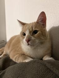 Found/Stray Male Cat last seen camelback and 15th ave, Phoenix, AZ 85015