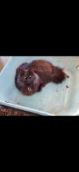 Lost Female Cat last seen Pillar place and West side, Cave Junction, OR 97523