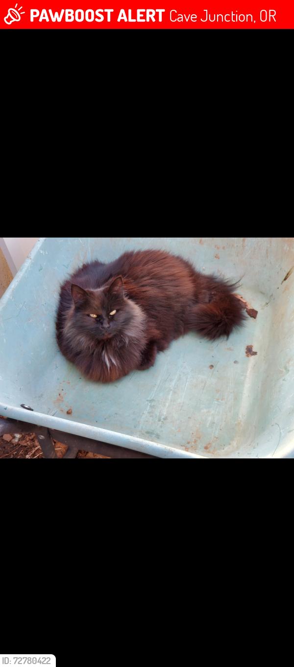 Lost Female Cat last seen Pillar place and West side, Cave Junction, OR 97523