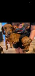 Lost Male Dog last seen Loves travel stop, Weatherford, TX 76087