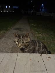 Found/Stray Male Cat last seen New Canaan Ave, Norwalk, CT 06850