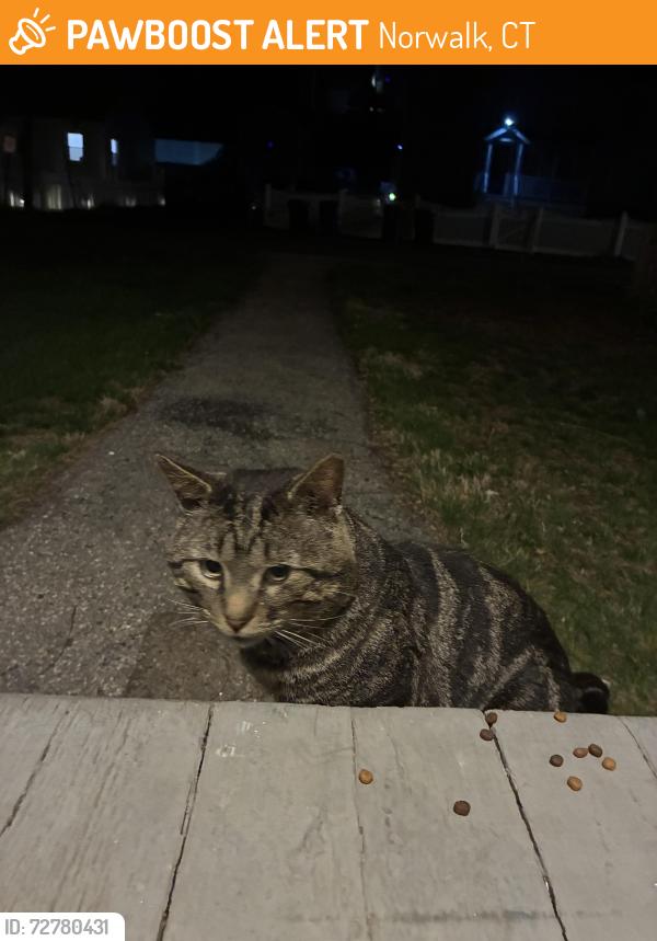 Found/Stray Male Cat last seen New Canaan Ave, Norwalk, CT 06850