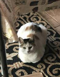 Lost Unknown Cat last seen Broadfield rd and Hope st, Hempstead, NY 11550