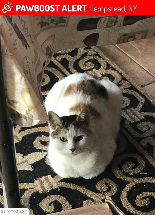 Lost Unknown Cat last seen Broadfield rd and Hope st, Hempstead, NY 11550