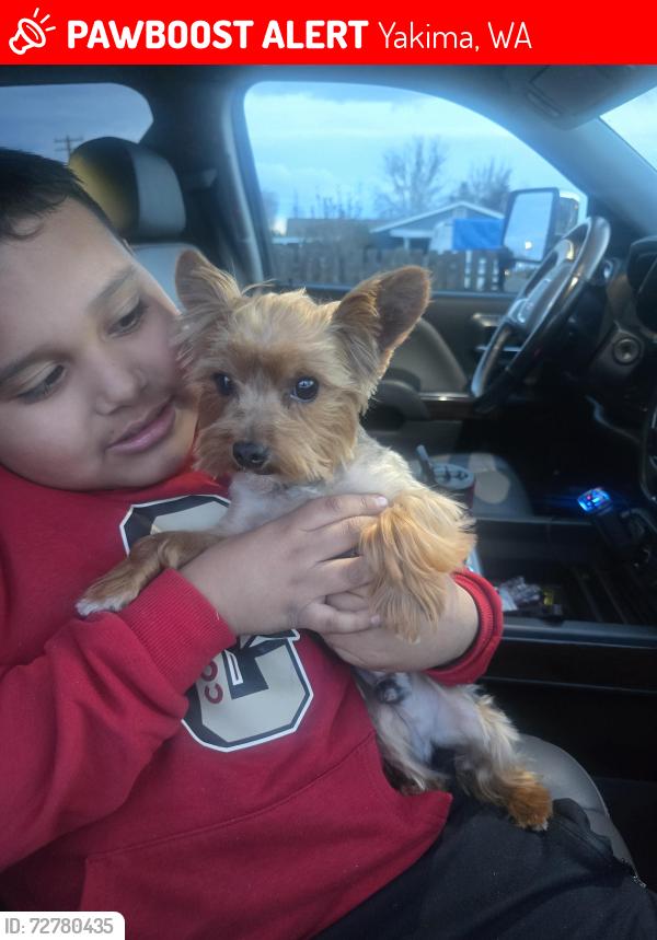Lost Male Dog last seen Washington ave  3 ave. Yakima wa, Yakima, WA 98903